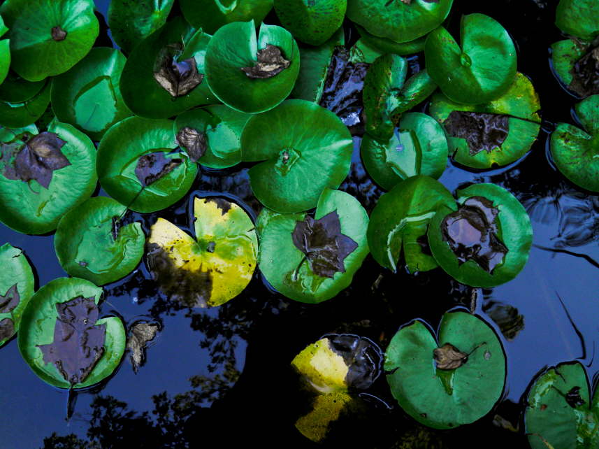 6- Pond Lilies